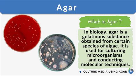 What Is Agar.